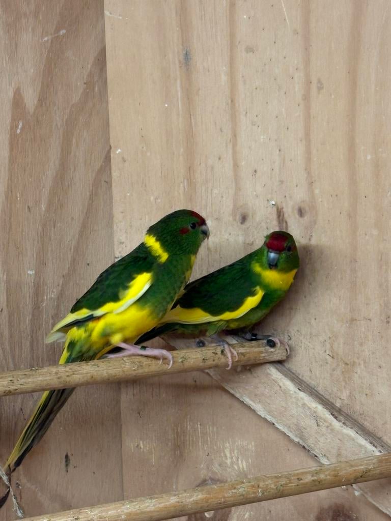 Kakariki geringd en ontwormd pr in overleg, Dieren en Toebehoren, Vogels | Parkieten en Papegaaien, Meerdere dieren, Parkiet, Geringd