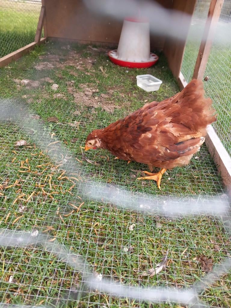 Wyandotte kriel haantje, Dieren en Toebehoren, Mannelijk, Kip