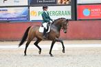 Talentvolle dressuurmerrie, Dieren en Toebehoren, Paarden, Merrie, ZZ, Met stamboom, Dressuurpaard