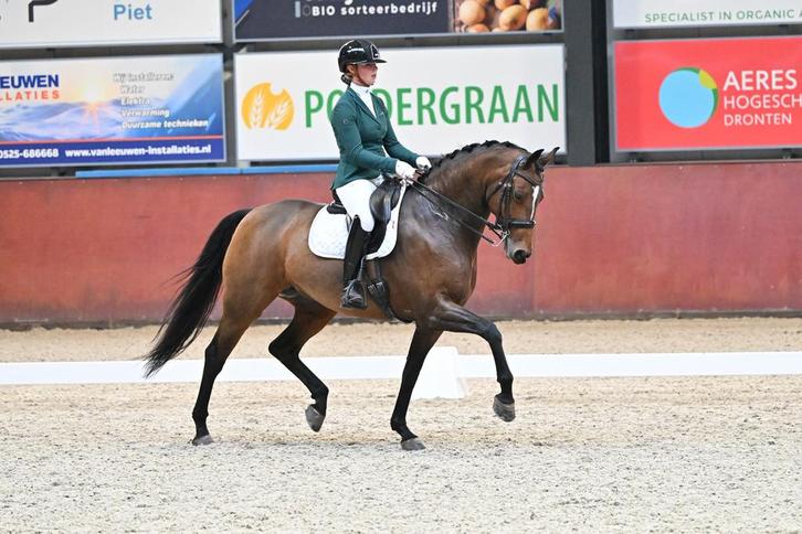 Talentvolle dressuurmerrie, Dieren en Toebehoren, Paarden, Merrie, ZZ, 165 tot 170 cm, 7 tot 10 jaar, Dressuurpaard, Met stamboom