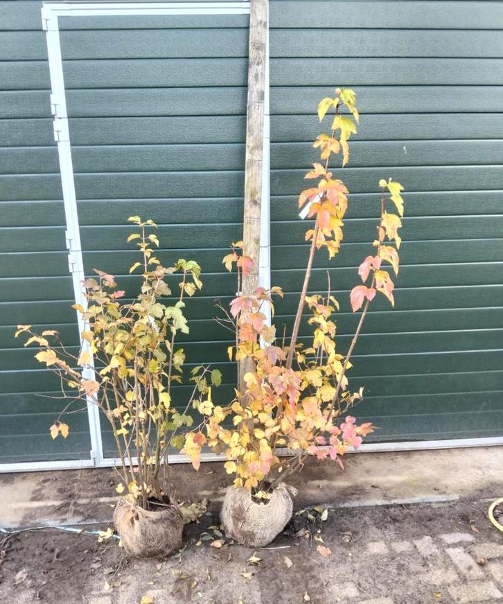 viburnum opulus (gelderse roos) aanbieding €15, Tuin en Terras, Planten | Bomen, Overige soorten, Minder dan 100 cm, Halfschaduw