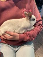 Dwerg konijn voedster ( vrouwtje), Dieren en Toebehoren, Konijnen, Vrouwelijk, Dwerg