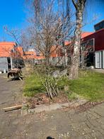 Krentenboompjes 3 stuks, Tuin en Terras, Planten | Bomen, Overige soorten, Lente, 100 tot 250 cm, Ophalen