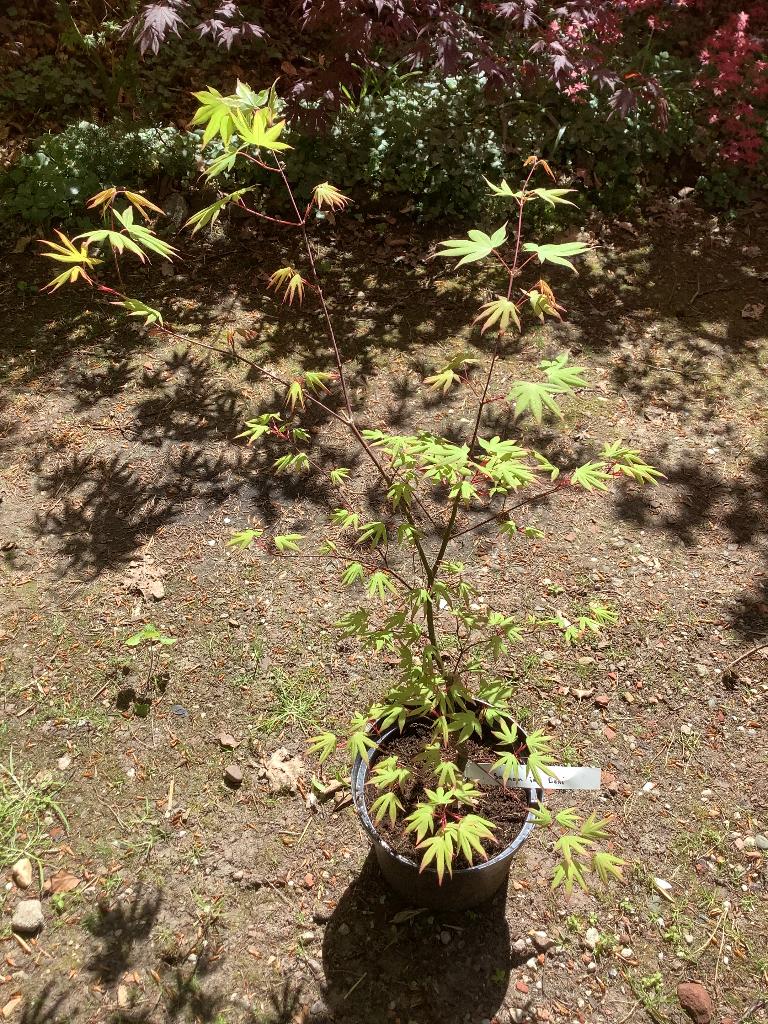 Japanse esdoorn, Tuin en Terras, Planten | Bomen, Ophalen, Bloeit niet, Halfschaduw, Overige soorten