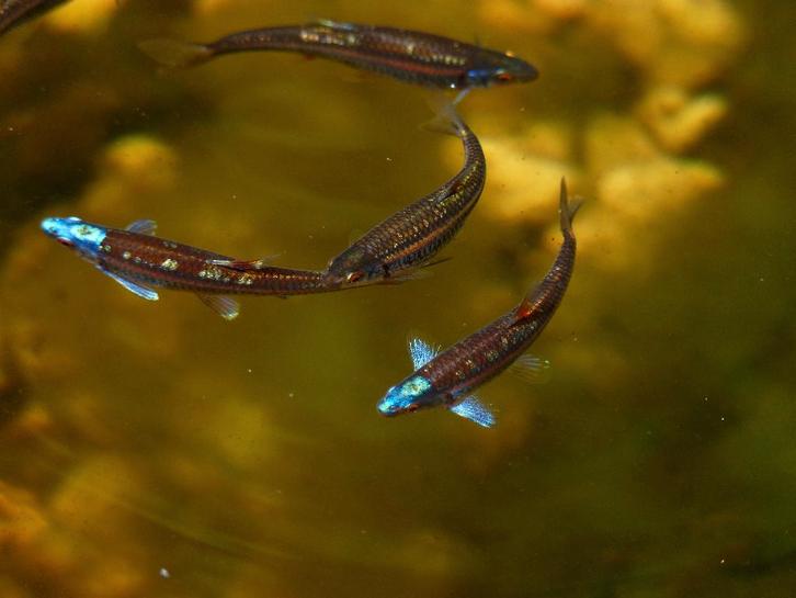 regenboog elrits, rainbow shiner, notropis chrosomus., Dieren en Toebehoren, Vissen | Aquariumvissen, Zoetwatervis, Vis, Schoolvis