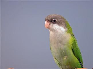 Aymara parkiet pop, Vrouwelijk, Parkiet