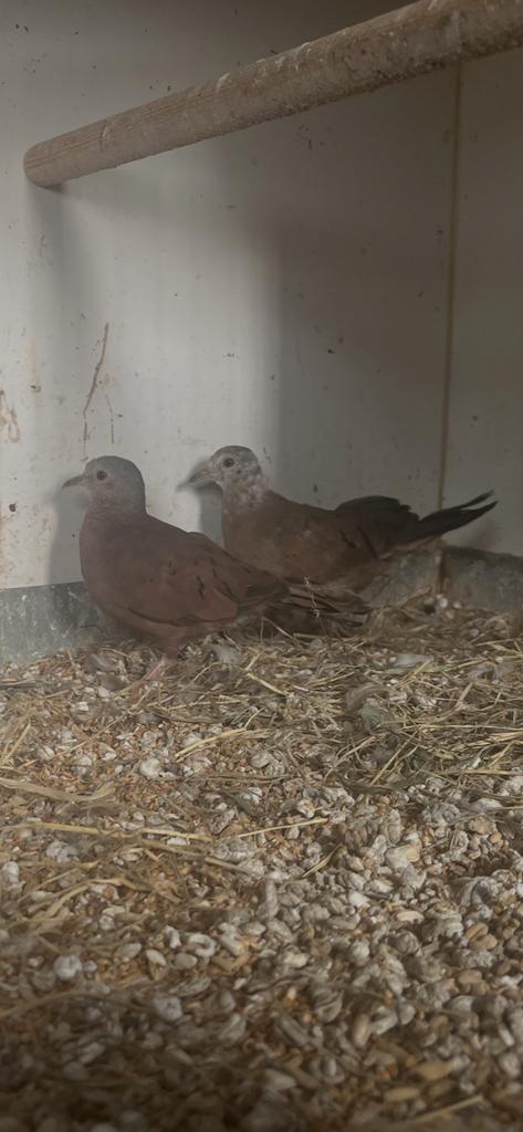Koppeltje talpacoti duifjes, Meerdere dieren, Overige soorten