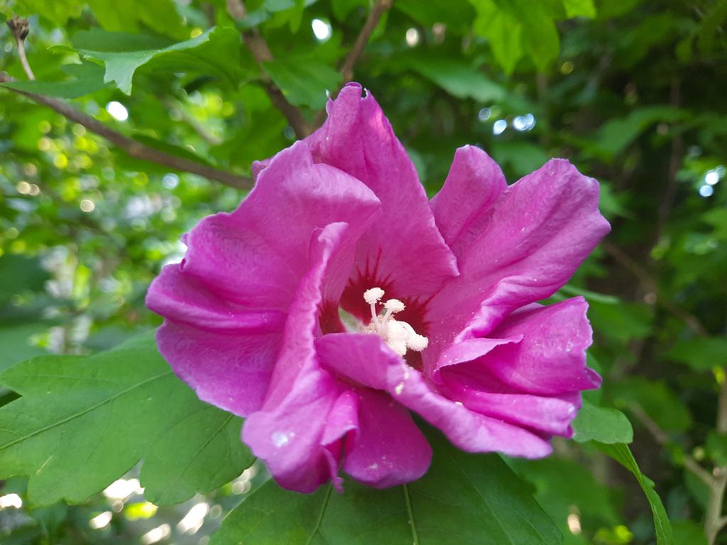 Hibiscus planten nieuwe voorraad biologisch, Ophalen, Overige soorten, Struik, Minder dan 100 cm