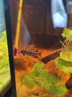 Apistogramma cacatuoide, Vis