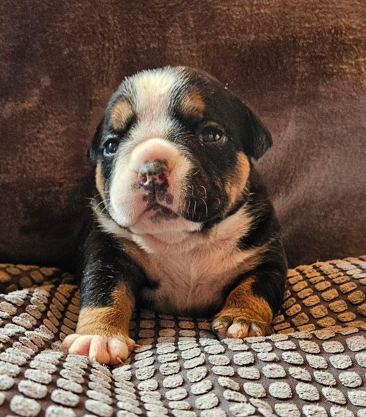 Prachtig old english bulldog teefje, Dieren en Toebehoren, Honden | Bulldogs, Pinschers en Molossers, Teef, Bulldog, Fokker | Hobbymatig