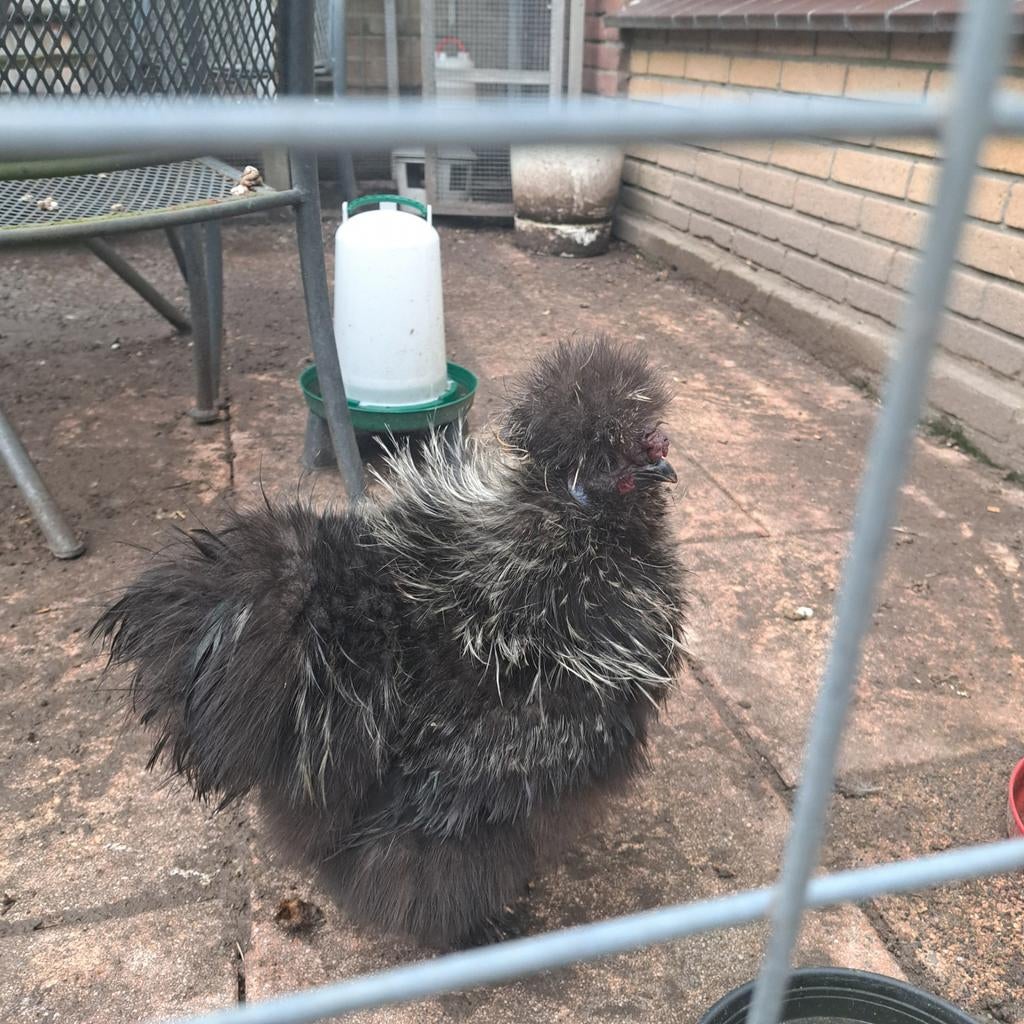 HELP!! USA Zijdehoender, Dieren en Toebehoren, Pluimvee, Kip, Mannelijk