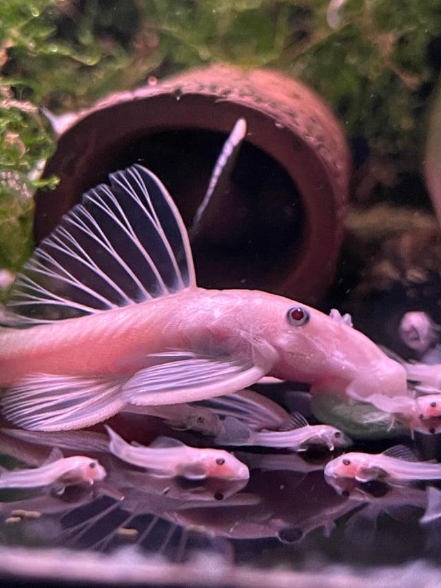 Snowwhite vrouw gezocht!, Vis