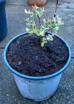 Salix Flamingo - Sierlijke Bonte Wilg, Tuin en Terras, Volle zon, Vaste plant, Lente, Ophalen