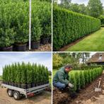 Taxus Baccata Haagplanten - Diverse Hoogtes Beschikbaar, Tuin en Terras, Planten | Struiken en Hagen, Ophalen of Verzenden, Taxus