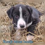 Lieve border collie pups mogen nest verlaten., Dieren en Toebehoren, Honden | Herdershonden en Veedrijvers, 8 tot 15 weken, Collie