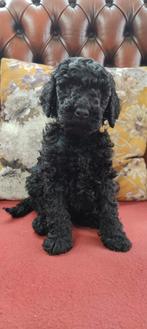 Laatste reutje beschikbaar koningspoedel, Dieren en Toebehoren, Poedel, 8 tot 15 weken, Meerdere, Meerdere dieren