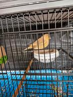 Gloster kanarie, Mannelijk, Postuurkanarie