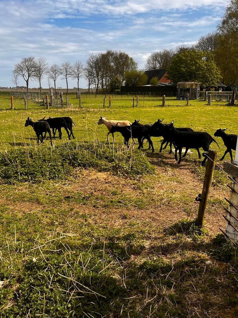 8 ooien te koop overlopers, Dieren en Toebehoren, Vrouwelijk, Schaap