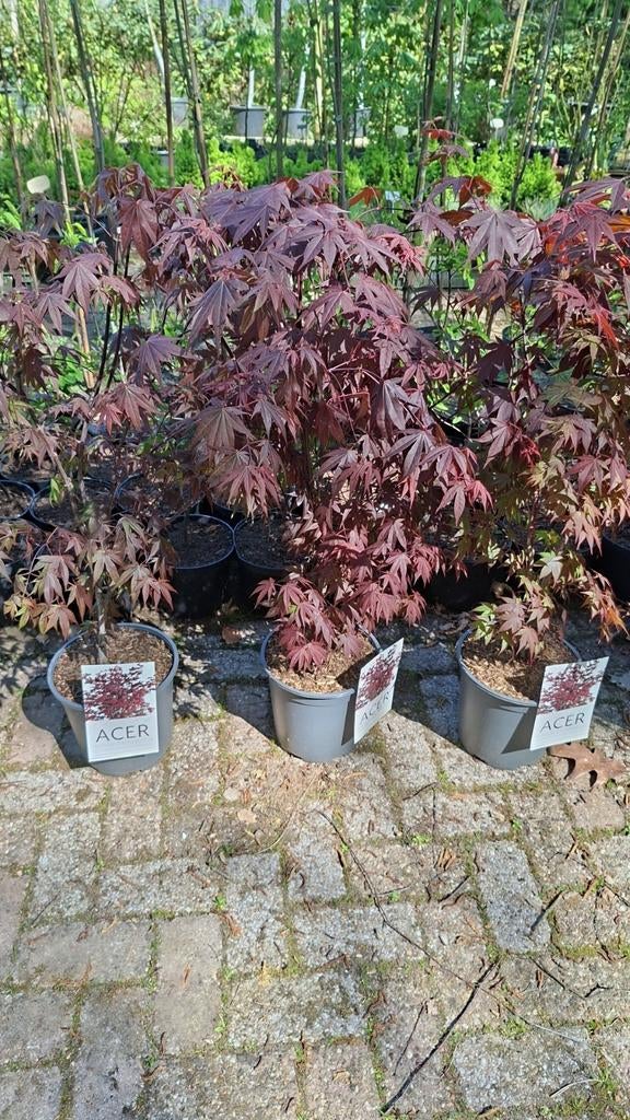 Japanse Rode Esdoorn, Tuin en Terras, Planten | Struiken en Hagen, Ophalen, Minder dan 100 cm