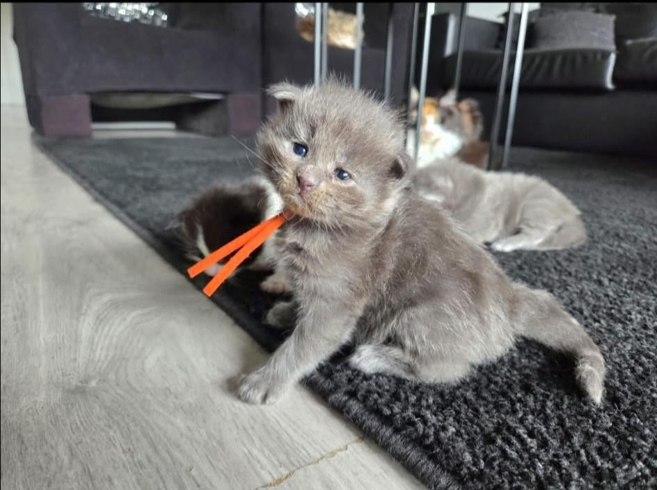 Maine coon kittens, Dieren en Toebehoren, Meerdere dieren, Gechipt