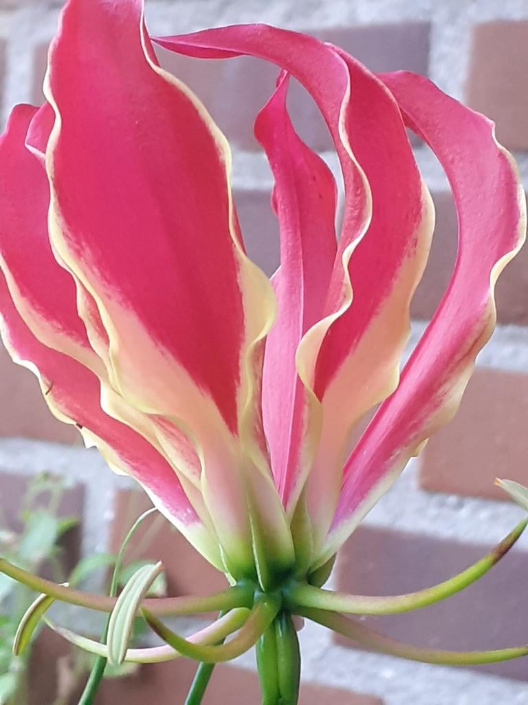 Gloriosa, Ophalen, Overige soorten, Volle zon