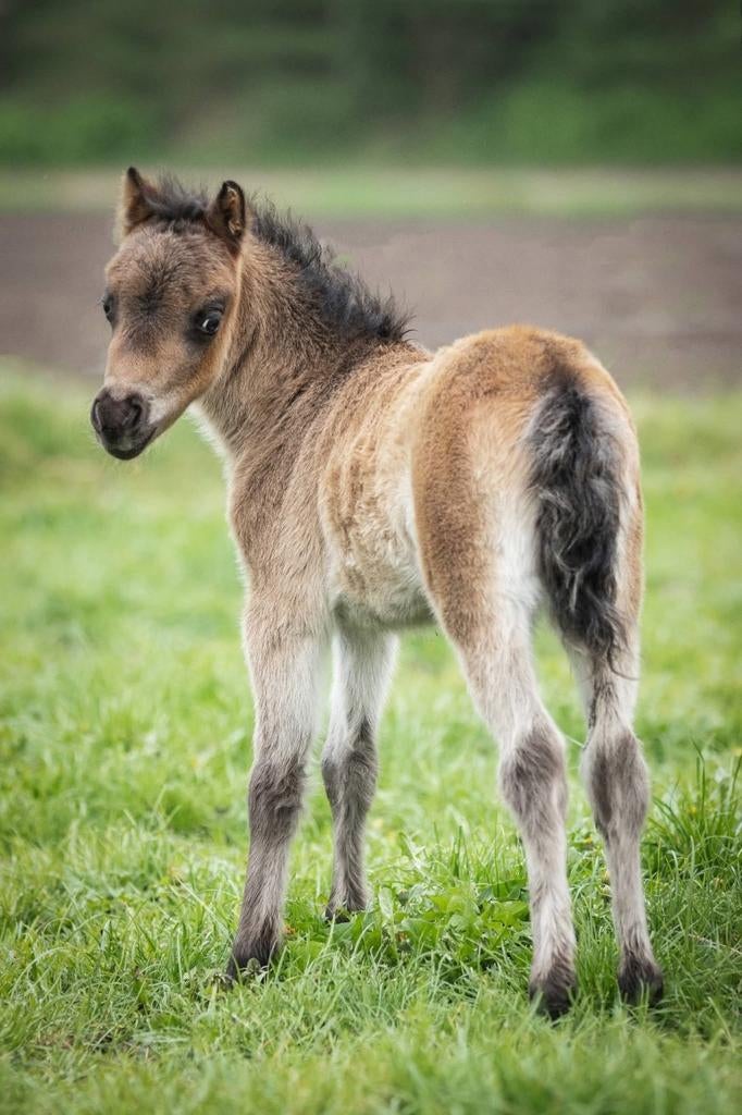Prachtige jonge NMPRS merrie met veel kwaliteit., Dieren en Toebehoren, Merrie, A pony (tot 1.17m), Met stamboom, 0 tot 2 jaar