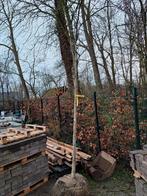 Jonge Walnootboom - Juglans regia, Overige soorten, Lente, 250 tot 400 cm, Ophalen