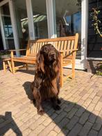 Flatcoated retriever pups, Dieren en Toebehoren, Parvo, Overige rassen, 8 tot 15 weken, Meerdere