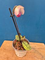 Orchidee Paphiopedilum p9 (26), Ophalen of Verzenden, Halfschaduw, Minder dan 100 cm