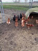 Legkippen, Dieren en Toebehoren, Pluimvee, Vrouwelijk, Kip