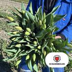 Verse Oranje Tulpen - Direct van het Land!, Huis en Inrichting, Woonaccessoires | Overige, Ophalen, Tuitjenhorn koorndijk 19, Info@khbloembollen.nl
