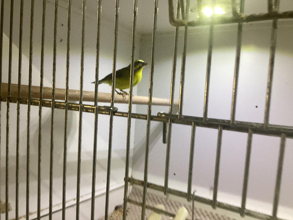 Mozambique sijs man, Mannelijk, Tropenvogel