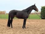 Merrie met potentie (OO Seven x Dutch Dormello), Dieren en Toebehoren, Paarden, Merrie, Dressuurpaard, 3 tot 6 jaar