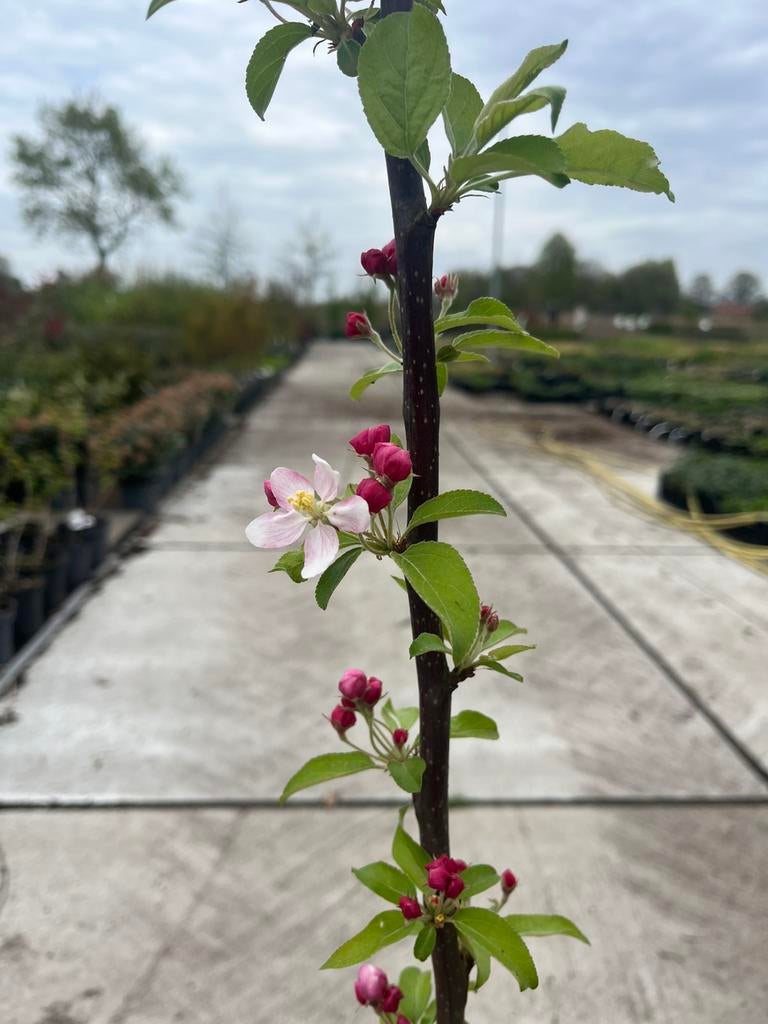 Malus Winter Gold, Ophalen, Halfschaduw