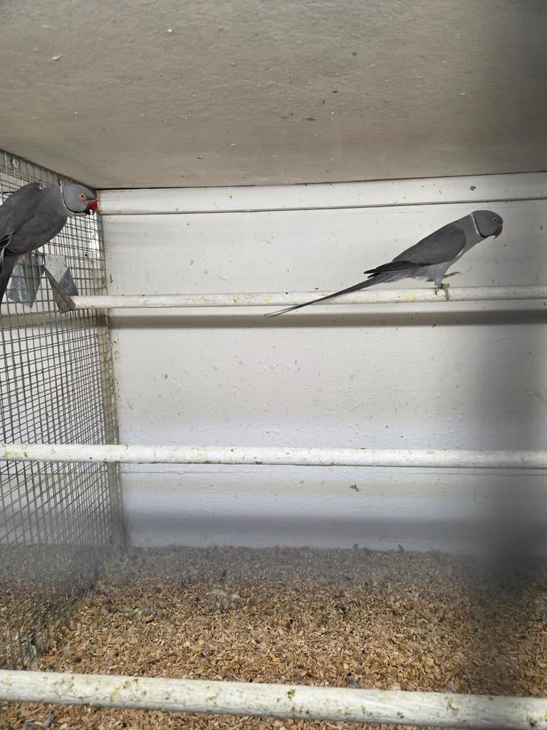 Halsband mannen, Dieren en Toebehoren, Vogels | Parkieten en Papegaaien, Mannelijk, Parkiet