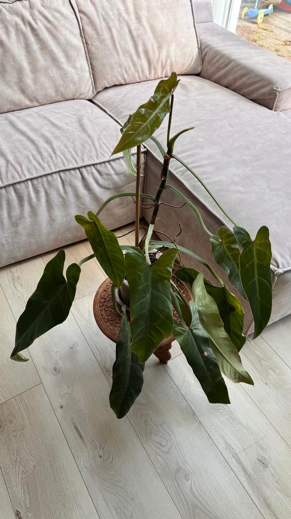 Philodendron Bernardopazii plant, Ophalen, Overige soorten, Halfschaduw, In pot