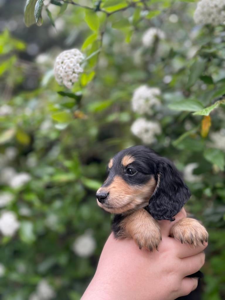 Mooi black and creme teckeltjes, Parvo, 8 tot 15 weken, Dwerg, Langhaar