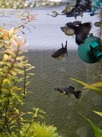 Purple moscow guppen, Vis