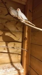 tropen vogels, Ophalen of Verzenden, Kooi-accessoires