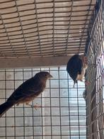 Mexicaanse roodmussen vrouwelijk, Vrouwelijk, Tropenvogel