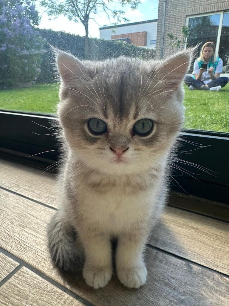 Prachtige golden shaded kittens te koop, Meerdere dieren, Gechipt