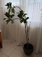 Ficus Lyrata, Ophalen, Zo goed als nieuw
