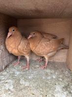 Jonge Gele kleurpostduiven., Meerdere dieren, Postduif