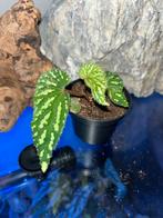 Begonia Kalimantan Small strip, Overige soorten, In pot, Minder dan 100 cm, Bloeiende kamerplant