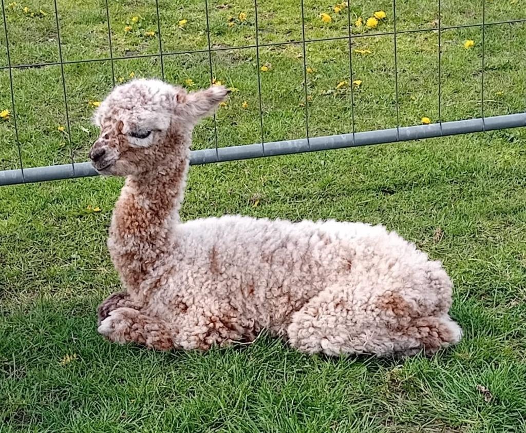 Alpaca merrie, Juli, Meerdere dieren
