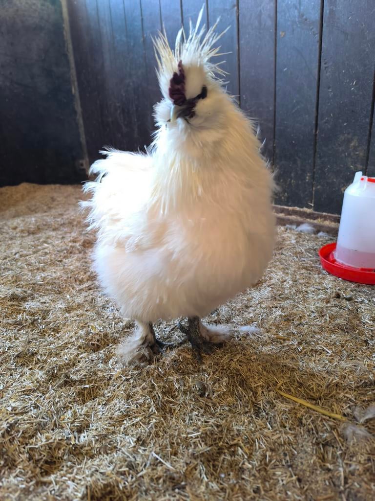 Tam krielkip zijdehoen haantje zoekt een goed huisje, Mannelijk, Kip