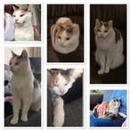 14 jarige poes zoekt gouden mandje, Poes