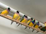 Gould Amadines, Dieren en Toebehoren, Meerdere dieren, Geringd