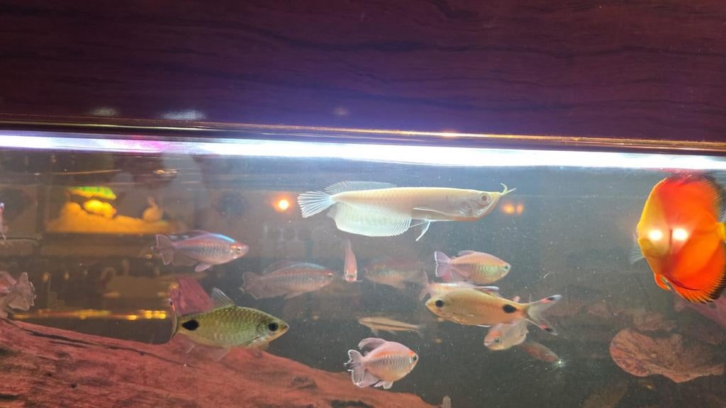 Albino slivere arowana, Dieren en Toebehoren, Vis