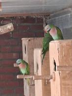 Rozeborst baardparkieten, Dieren en Toebehoren, Vogels | Parkieten en Papegaaien, Meerdere dieren, Parkiet